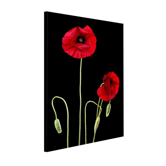 Canvas print Poppies, Poppy flowers over black