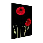 Πίνακας σε καμβά Παπαρούνες, Poppy flowers over black