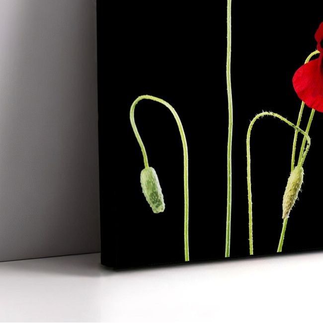 Canvas print Poppies, Poppy flowers over black