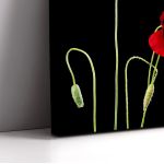 Πίνακας σε καμβά Παπαρούνες, Poppy flowers over black