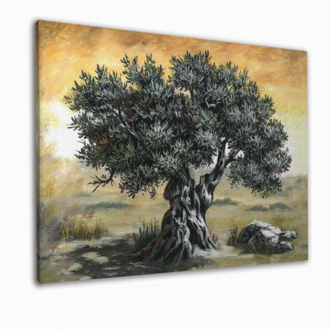 Canvas print Olive tree