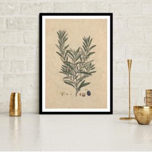 Poster Flora Graeca, olive