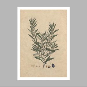 Flora Graeca Ελιά, αφίσα, κάδρο  2