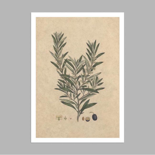 Flora Graeca Ελιά, αφίσα, κάδρο 