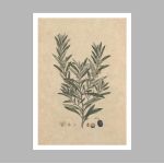 Poster Flora Graeca, olive