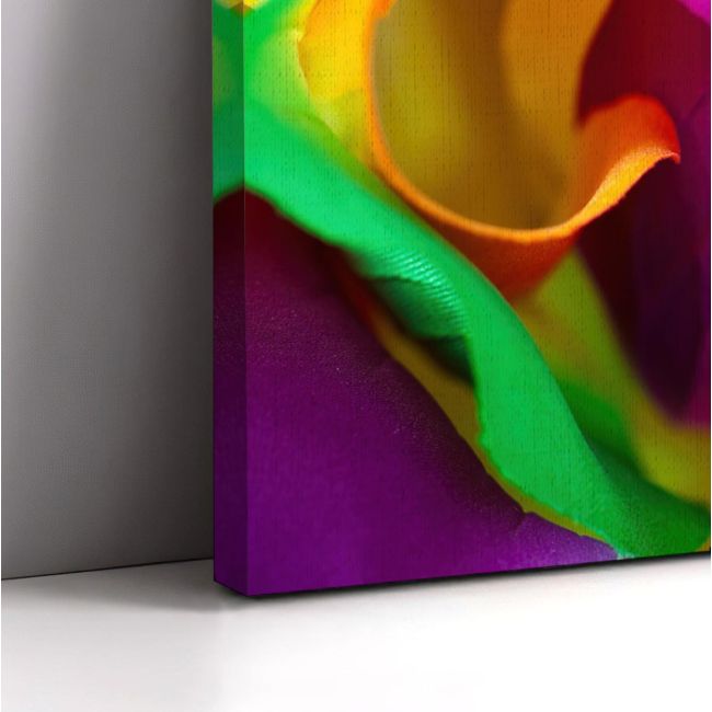 Canvas print Rose, Multicolor rose,3 panels