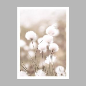 Cotton grass, αφίσα, κάδρο 2