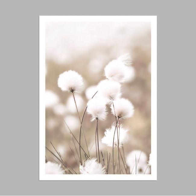 Cotton grass, αφίσα, κάδρο