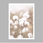 Cotton grass, poster