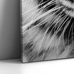 Canvas print White tiger