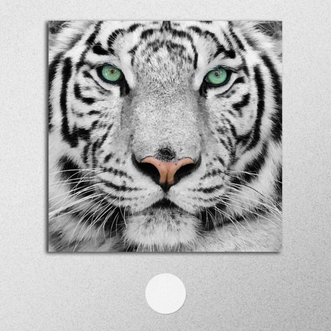 Canvas print White tiger