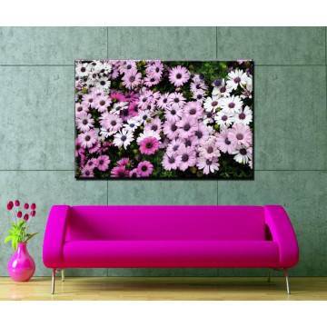 Canvas print Mauve and white daisies
