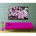 Canvas print Mauve and white daisies