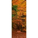 Door sticker Autumn forest path