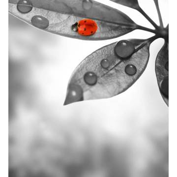 Ταπετσαρία τοίχου Lady bug on leaf 2
