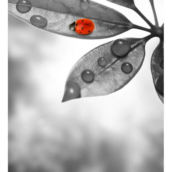 Wallpaper Lady bug on leaf