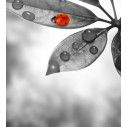 Lady bug on leaf, αυτοκόλλητη φωτογραφική ταπετσαρία