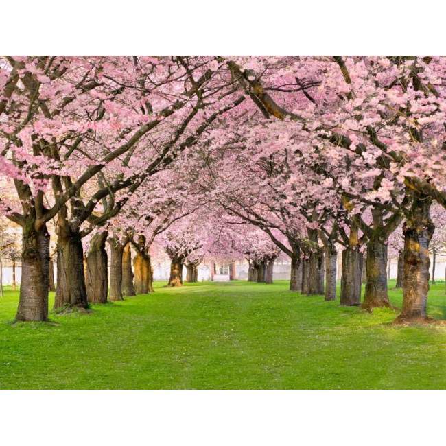 Spring time, φωτογραφική ταπετσαρία