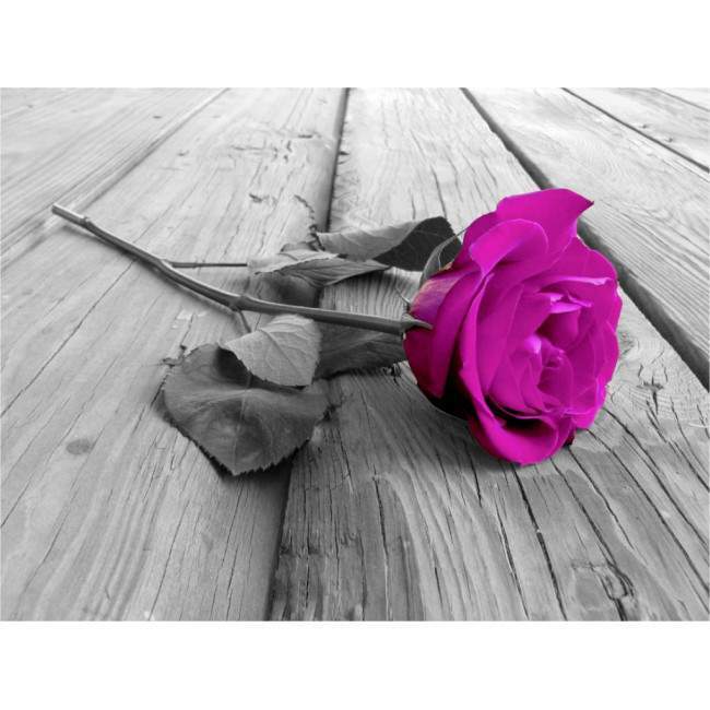 Wallpaper Purple rose