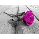 Purple rose ,  φωτογραφική ταπετσαρία αυτοκόλλητη