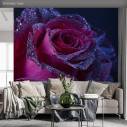 Purple rose drops, αυτοκόλλητη φωτογραφική ταπετσαρία