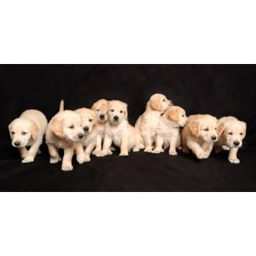 Wallpaper Cute  puppies 2