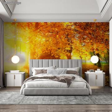 Wallpaper Autumn landscape in the forest 2