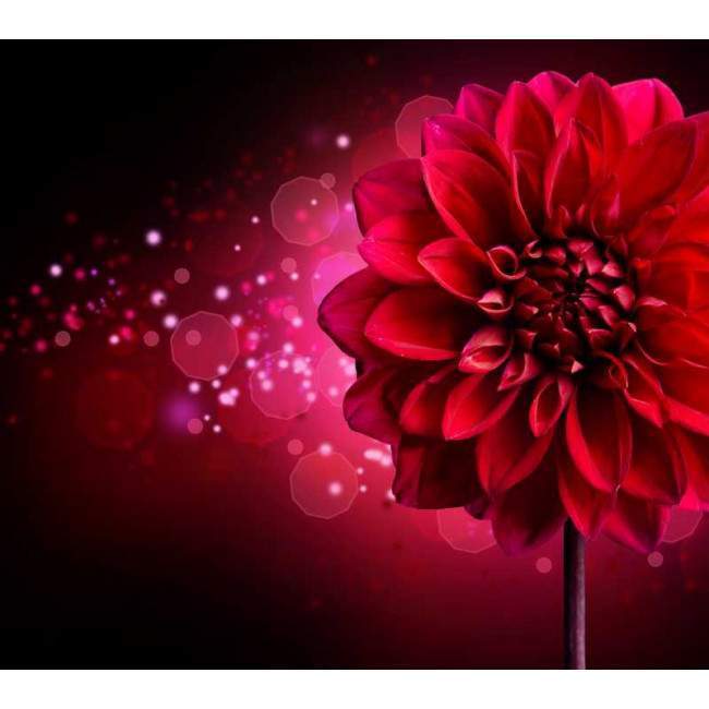 Dahlia, αυτοκόλλητο πόρτας