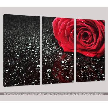 Canvas print Rose with water drops,3 panels 2