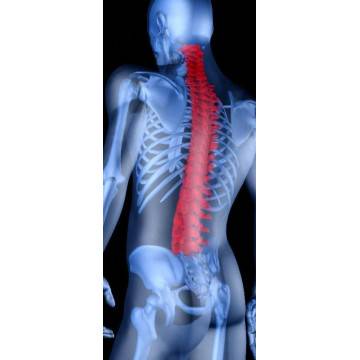 Spine  Door sticker  2