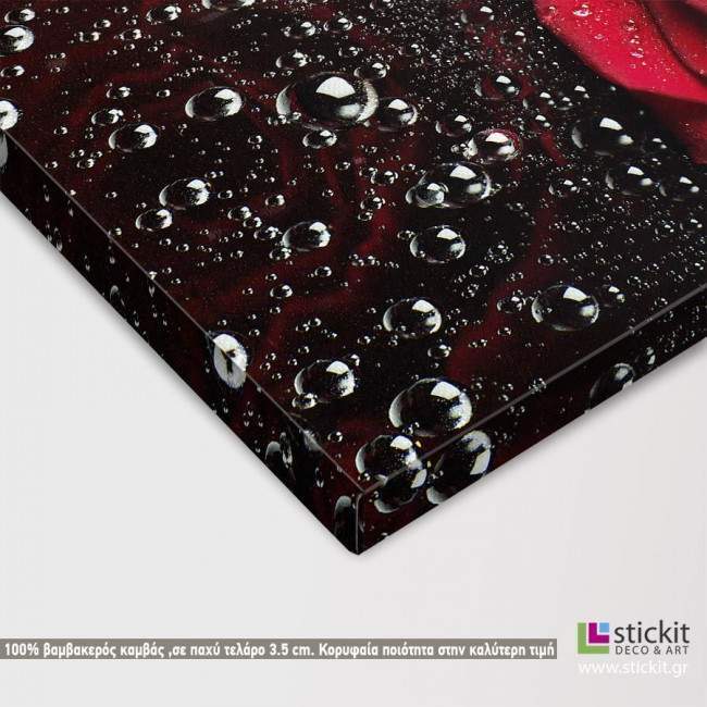 Canvas print Rose with water drops, detail
