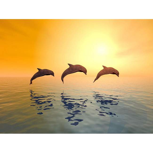 Wallpaper Dolphins at sunset