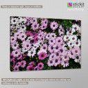 Canvas print Mauve and white daisies, side