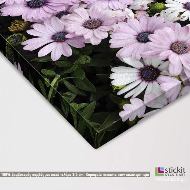 Canvas print Mauve and white daisies, detail