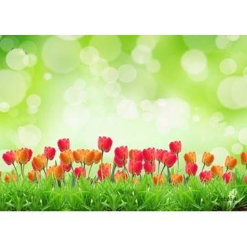 Wallpaper Tulips field 2