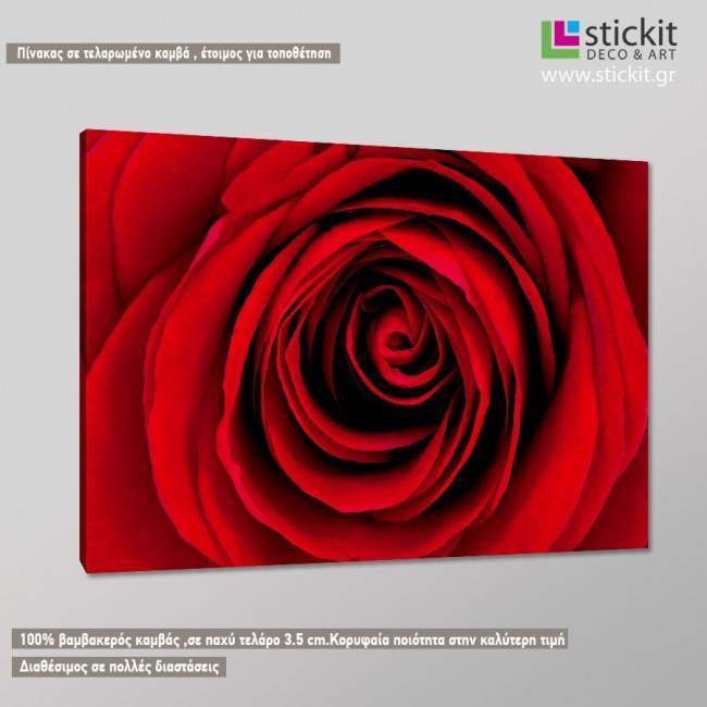 Canvas print Rose, Heart of red rose, side