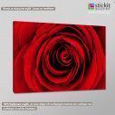 Canvas print Rose, Heart of red rose, side