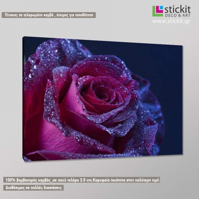 Canvas print Purple rose drops, side