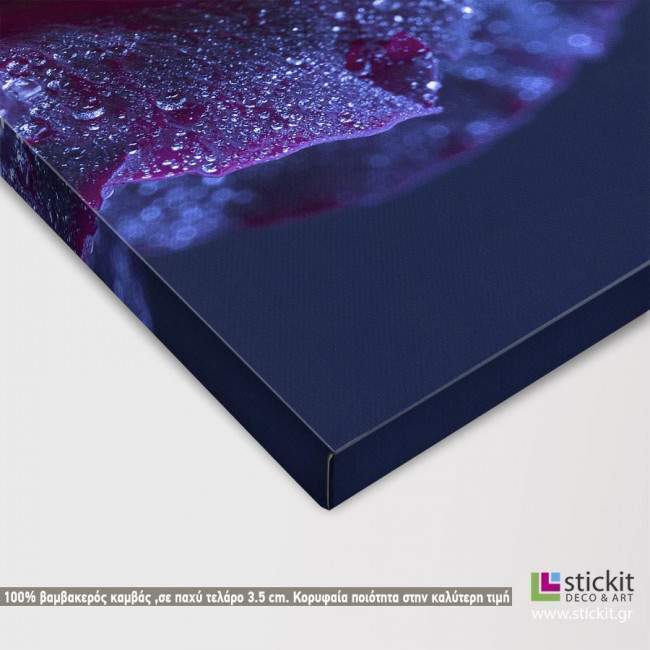 Canvas print Purple rose drops, detail