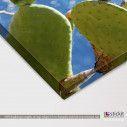 Canvas print Prickly pear, detail