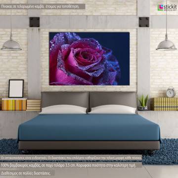 Πίνακας σε καμβά Τριαντάφυλλο, Purple rose drops