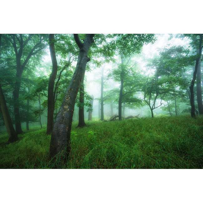 Wallpaper Scenery at forest