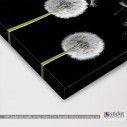 Canvas print Dandelions black & white, panoramic, detail