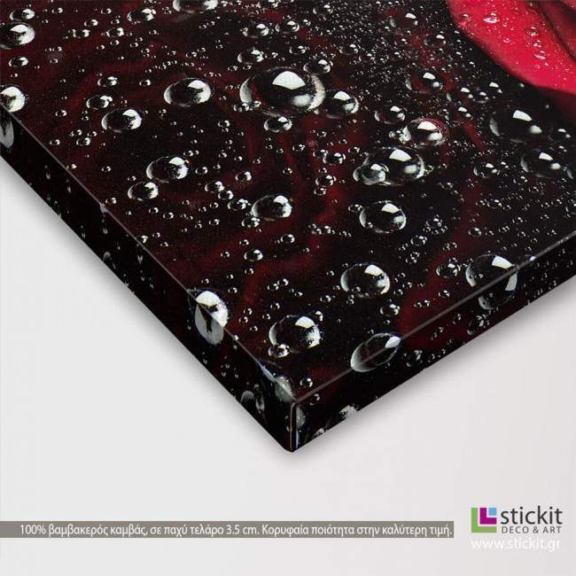Canvas print Rose with water drops four panels, detail