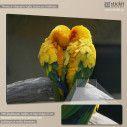 Canvas print Lovebirds