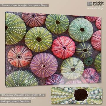 Πίνακας σε καμβά χρωματιστοί αχινοί, Colorful sea urchins