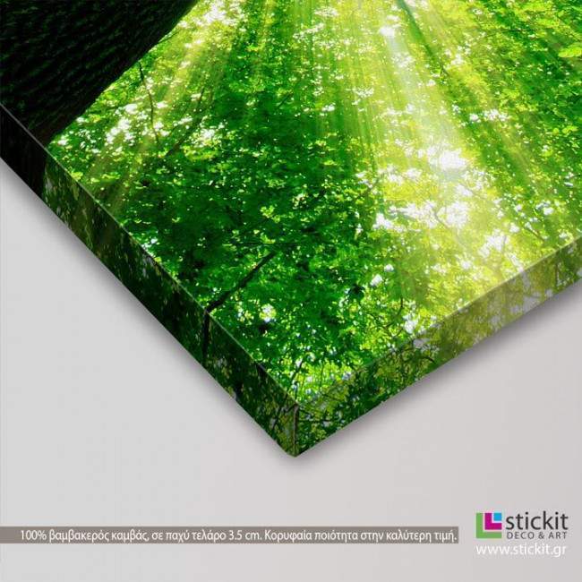 Tree canopy, πίνακας σε καμβά, λεπτομέρεια