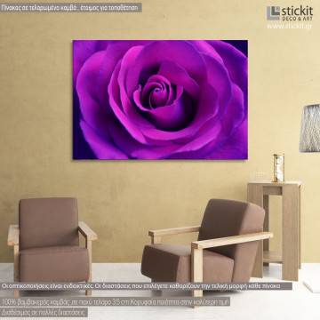Πίνακας σε καμβά Τριαντάφυλλο, Bright purple rose