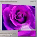 Canvas print Rose, Bright purple rose, side