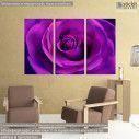 Canvas print Bright purple rose close up,  3 panels